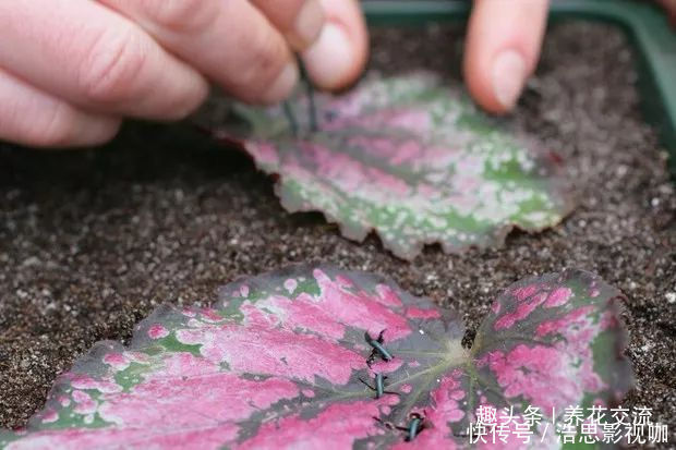 幼苗|秋海棠用叶子繁殖，一片叶可培育很多幼苗，用珍珠岩就行了