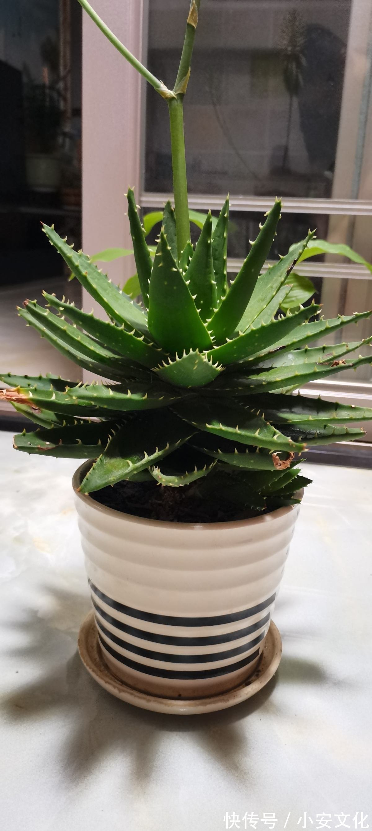 花花|适合放在办公室的花,净化空气一把手,路边三块钱就能买一盆