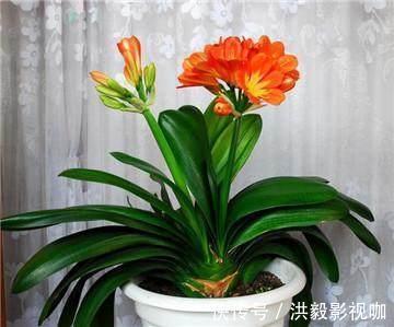 抽葶|专业应对君子兰夹箭技巧,3天抽箭开花,简单粗暴又有效