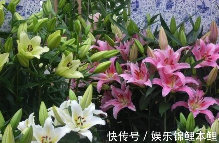 技巧|新人挑盆栽没经验，难免会入坑，趁早学会这6个技巧不踩雷