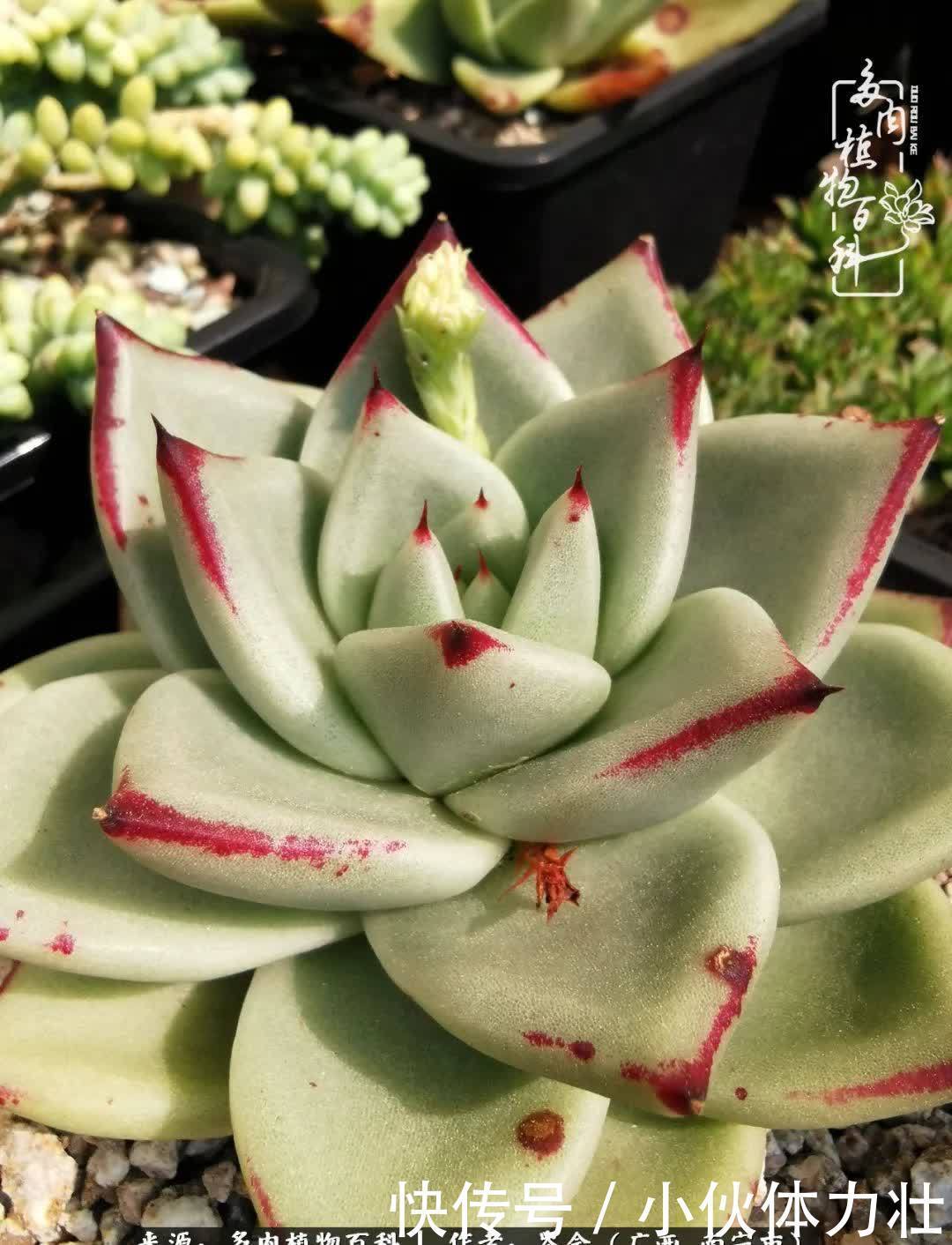 锦晃星|时光不再,人心在,多肉在!