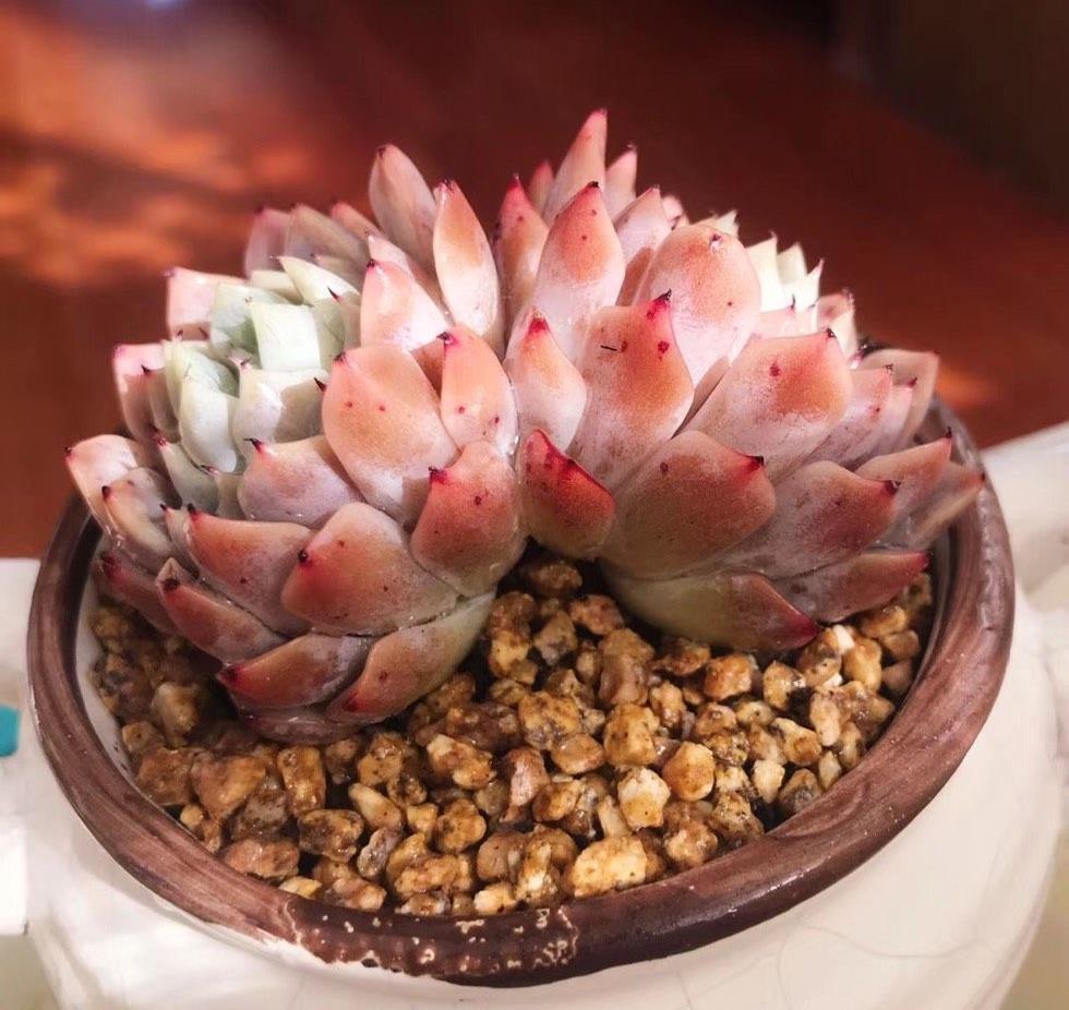 度夏|多肉植物度夏，有3招，到了秋天就变美，颜值更高了