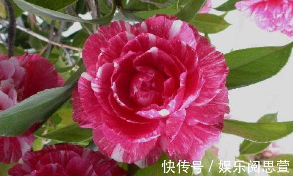 观赏价值|观赏价值高,花开硕大还鲜艳,好养又漂亮,美丽不输牡丹