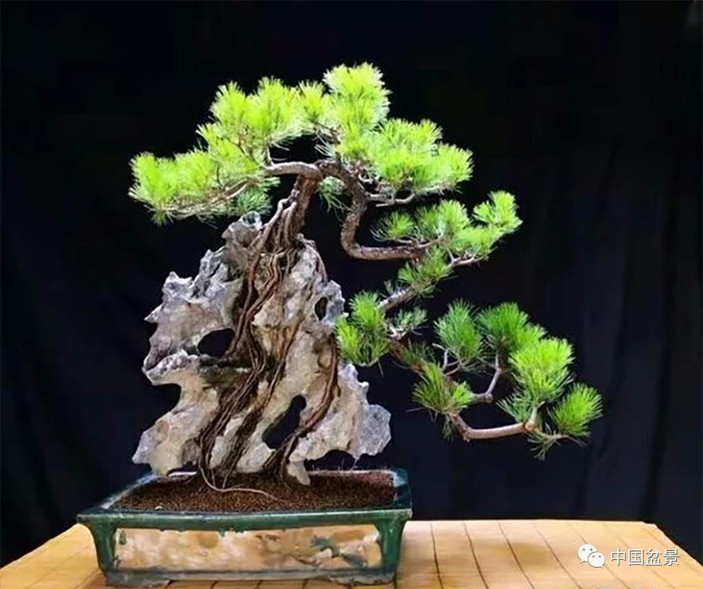 极品附石山松盆景,见过的人都忍不住竖起大拇指!