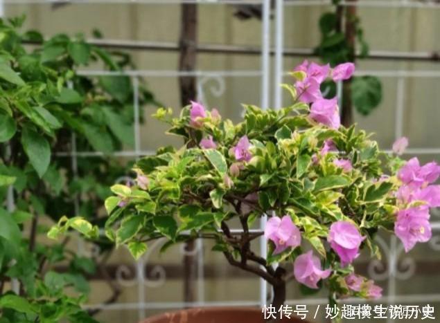 三角梅|45种三角梅品种,红、橙、黄、绿、白、紫,每一种都很好看!