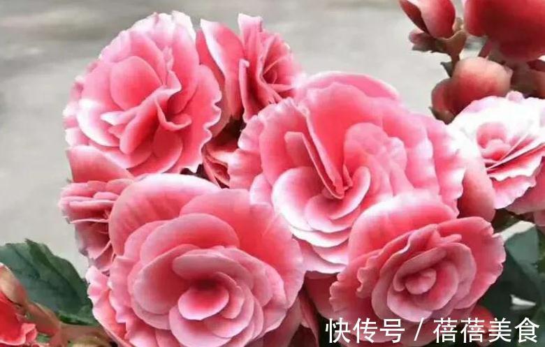 10大漂亮花,值得冬天养一盆,好养易开花,盆盆爆花