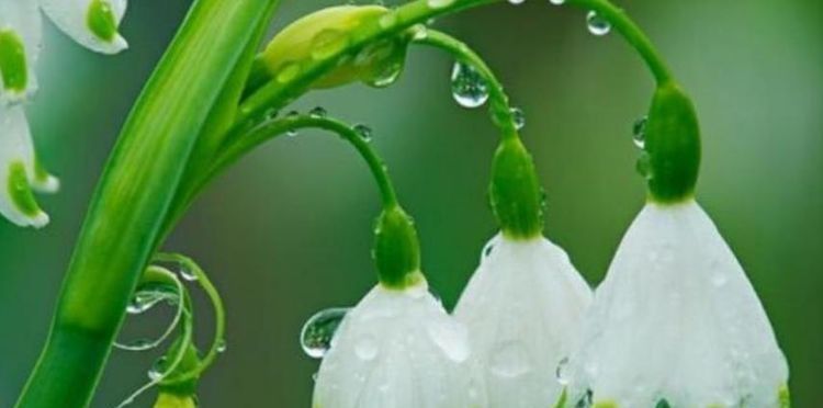 家乐花|养花就养这几款,漂亮又好闻,全年开花不断,花开美观又大气