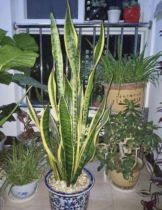 卫生间|卫生间''除异味''大招放置3种绿植除臭,居家环境更舒适