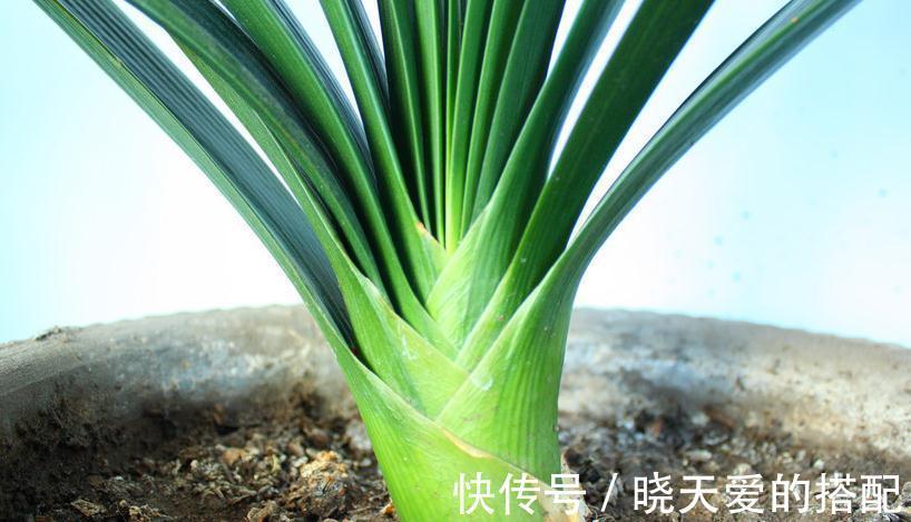 君子兰黄叶子,叶片不平整起波纹是什么原因,还能救吗