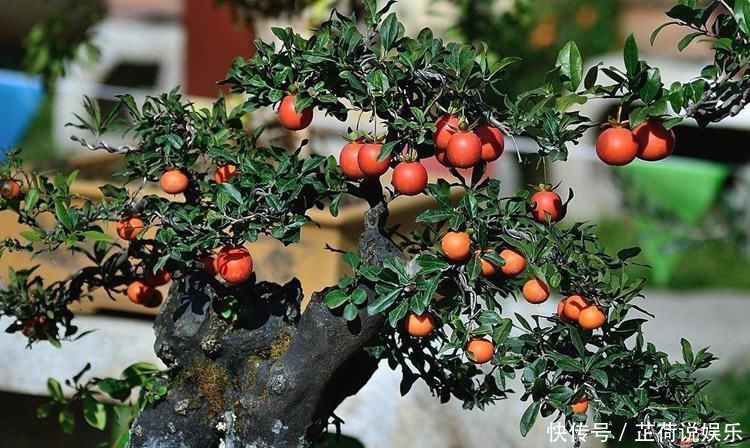 这6种颜值与寓意并存的盆景，每一盆都能闭眼入！好养，好寓意