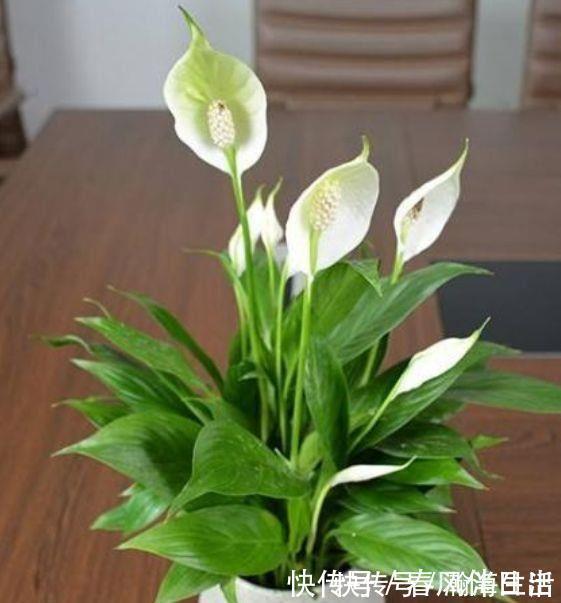 花瓣|4种花堪称吸尘器，空气清香去异味，漂亮又好养