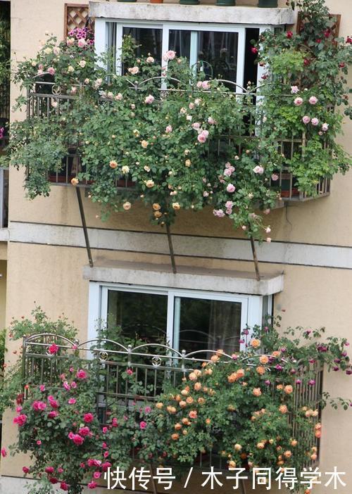 花卉|去闺蜜家住,被满阳台的微型月季吸引了,做法真高级,拍照来看看