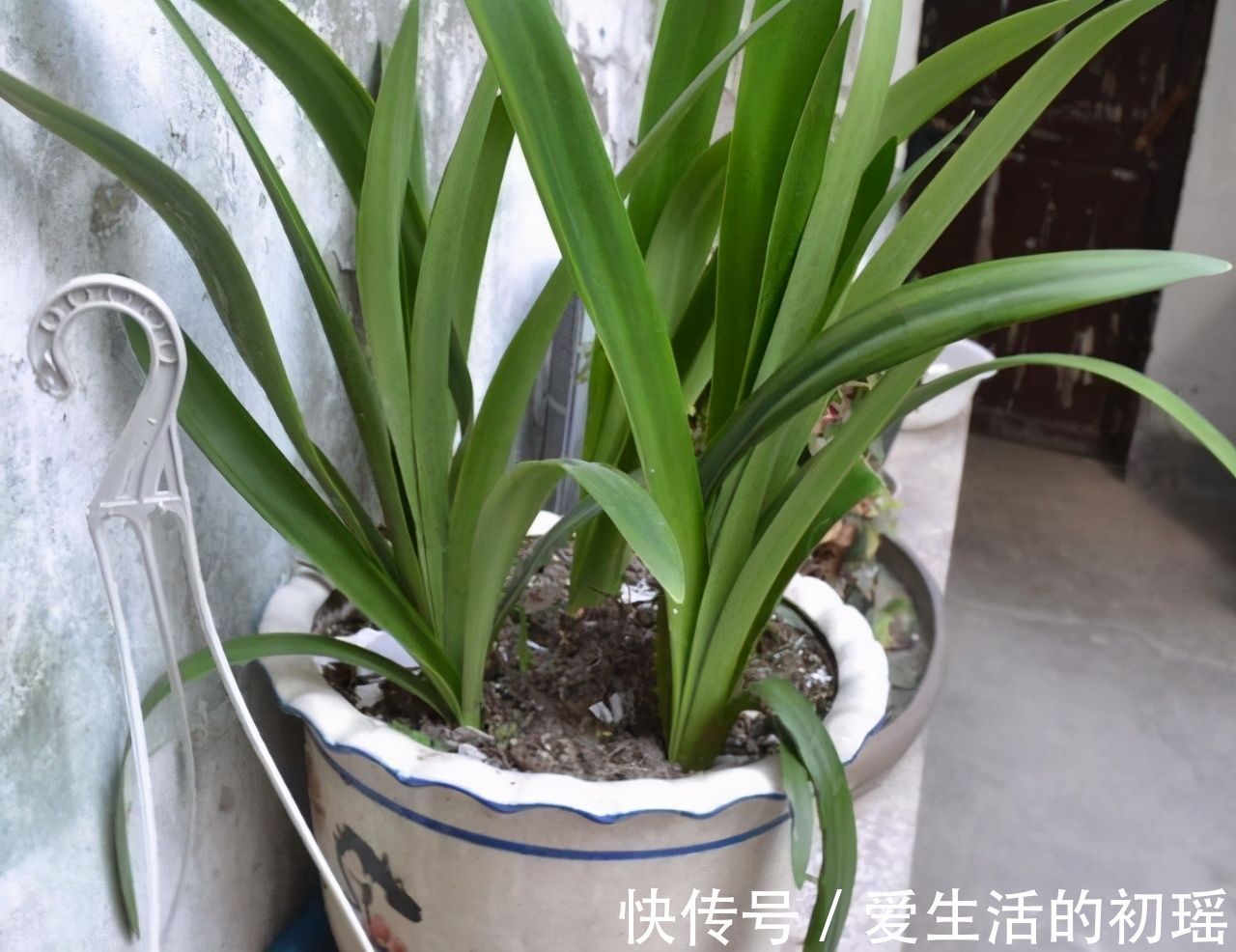 虎皮兰|卫生间可以养花吗?三种花卉,耐阴好养护正适合