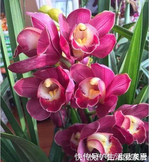 四种懒人花,光照不好也开花,扔角落不用管,对待新手很友好