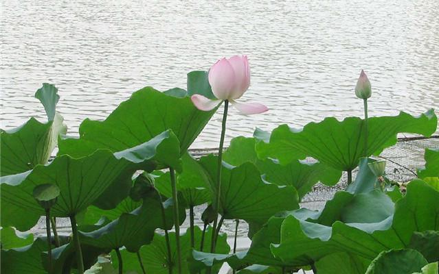 罔极之恩#经典家规家训10名句,一字千金,成就千年望族