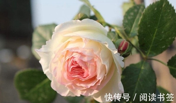 威基伍德|太热了，“粉龙”不开花，用这几个月季品种来弥补遗憾，真心不错