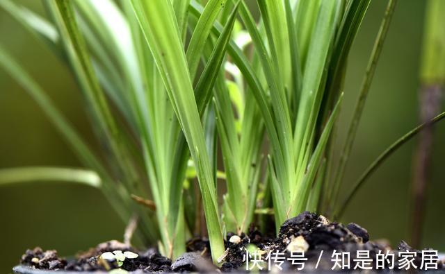 花盆|养兰花不会施肥怎么办?专为新手定制的技巧,不施肥养兰法