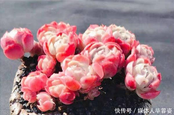 9种多肉,贵且难养,怕晒怕淋爱秃长,买了多半成鸡肋