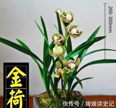 花卉|她养的兰花四季常开,艳丽又多姿,网友选对品种很重要