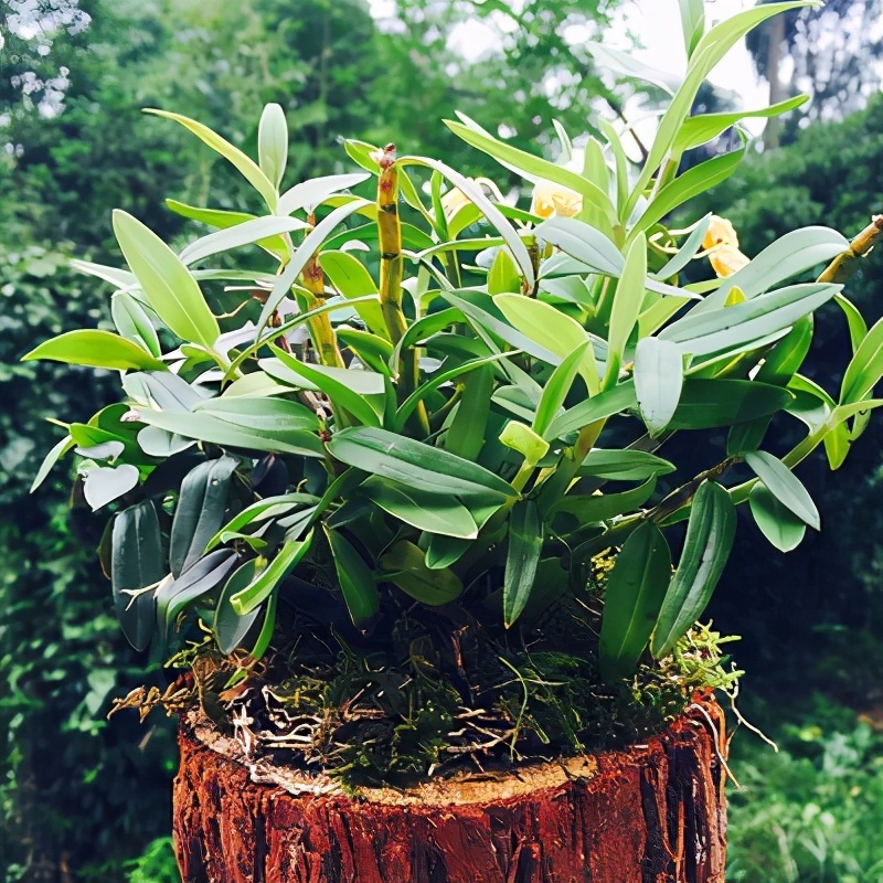 挂果|家里养盆“杀菌”花，精神轻松又清香，老中医经常养，错不了