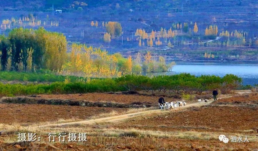  卧虎|新发现！泗水有一宛若卧虎的山，秋色正艳美如画