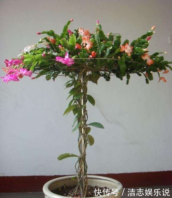 这东西和蟹爪兰天生一对,嫁接百分百活,轻松变身蟹爪兰大树!