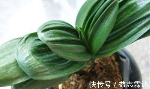 植株|君子兰叶子出现褶皱,3个方面没有做好,应及时改正