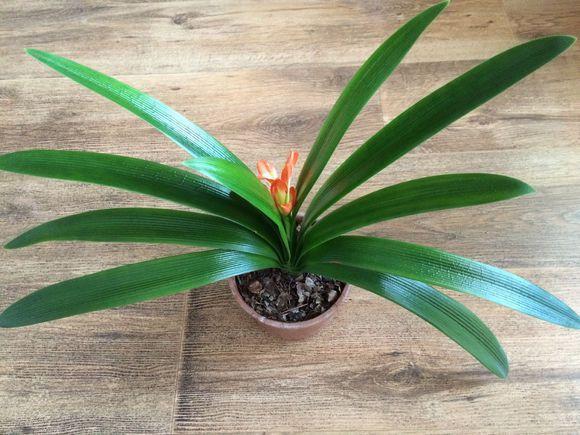 把这种“石头”扔盆里,君子兰不再烂根,1年开花三四次!