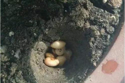 3种花,爱吃豆,盆里埋10粒,俩月不施肥,叶子绿,开大花!