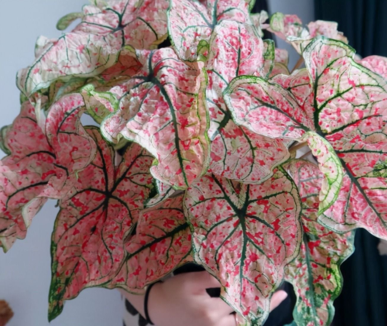 6种绿植不一般，叶比花要好看，摆在家里有格调