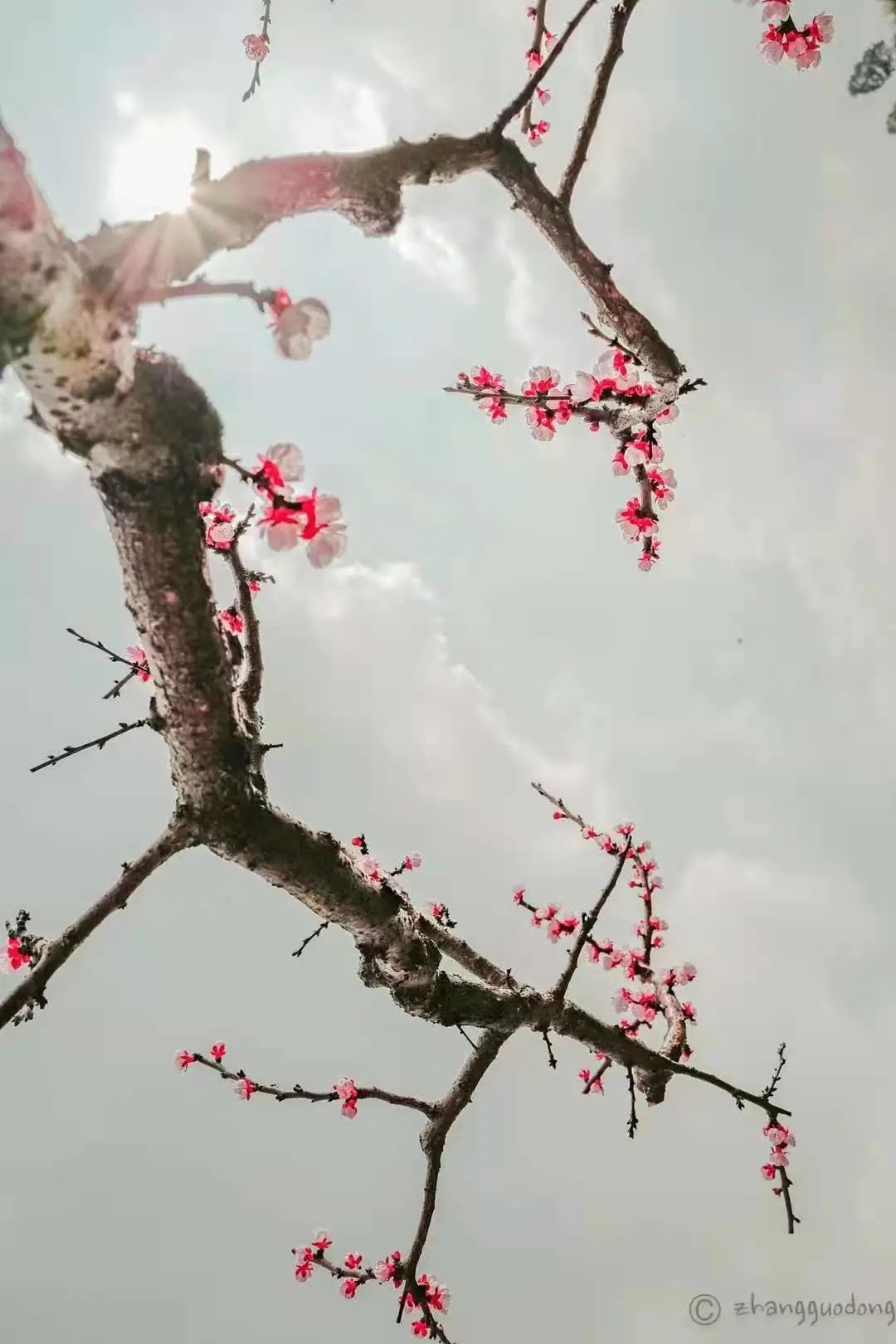 人约黄昏后#诗词丨给40首古诗加上配图,恍然大悟,惊为天人