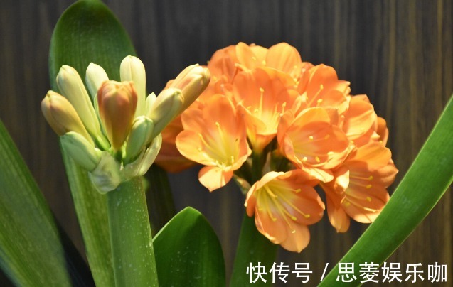 叶子|君子兰有3个症状,及时处理,否则花期不开花