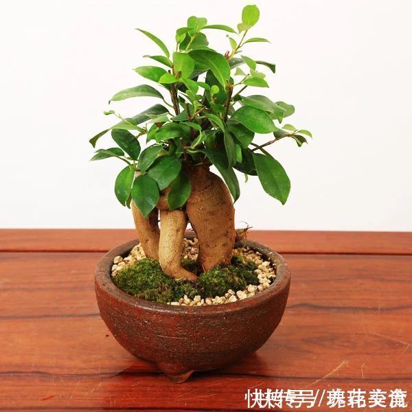 特别适合养成盆景的人参榕，那块状根太“奇葩”，原来是嫁接的