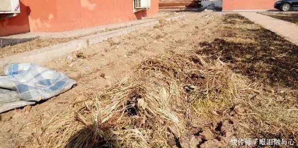 寒潮来了,害怕花受冻,赶紧这么做!寒潮来了,害怕花受冻,赶紧这么做!