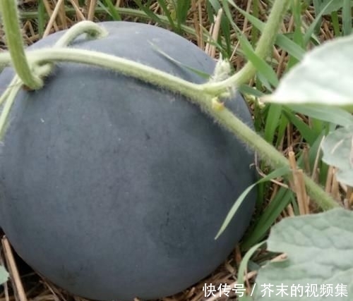 这种西瓜皮黑瓤红 价格堪称天价 殊不知它是西瓜中的战斗瓜 快资讯 这种西瓜皮黑瓤红 价格堪称天价 殊不知它是西瓜中的战斗瓜 快资讯