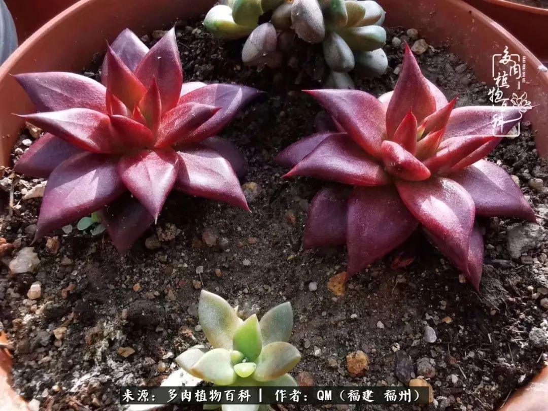 寒山转苍翠,秋水日潺湲——多肉未央,睹物思人!