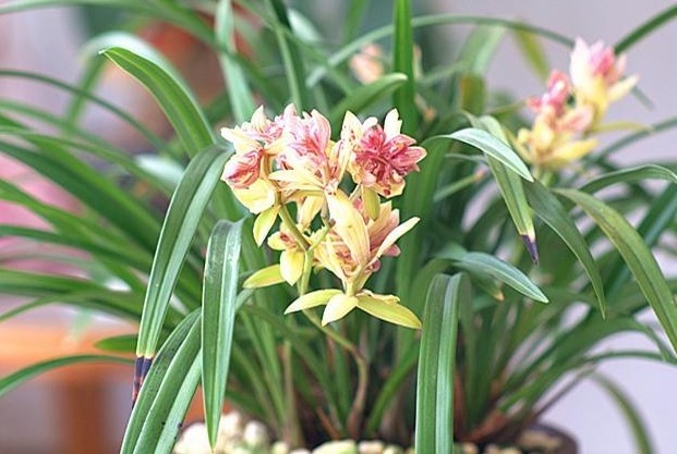 做好|“兰花”怎么养做好5点,叶子油绿,开花多,又香又好看!