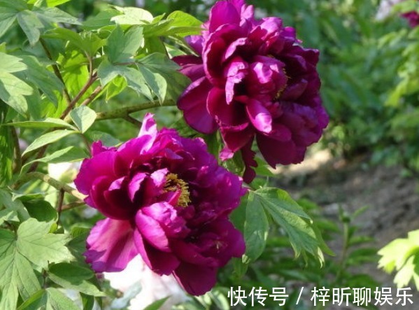 新手养花,不如养盆花中精品“岛大臣”,花团锦簇,花枝招展