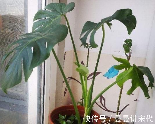 散光|最不耐晒的3种花,养在室内才好看,搬出去一天就枯了