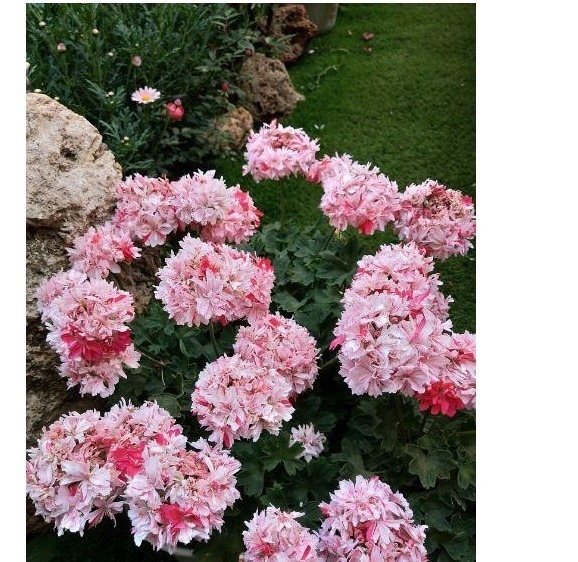 养花当然希望一直开花,以下这些花是可以全年开花的呢。