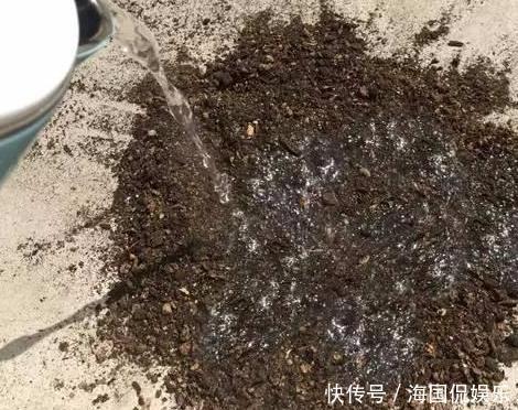 养花|搞来的养花土,少做这一步,养什么花都活不了