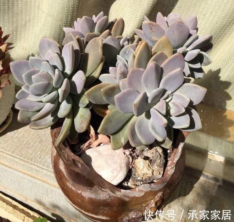 冬美人不怕|很皮实的一种多肉,下雨不怕淋,下雪不怕冻,新手就养它