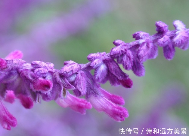 此花是富有正义感的英雄花，花色极为罕见稀有，像根老鼠的小尾巴