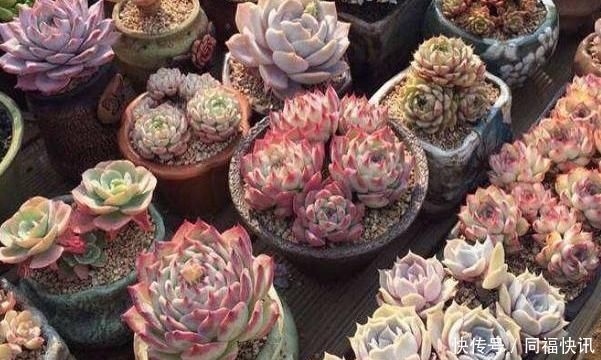 雨淋|阳台上的一盆多肉植物“撑裂”成这个样子我以为只是淋雨淋的