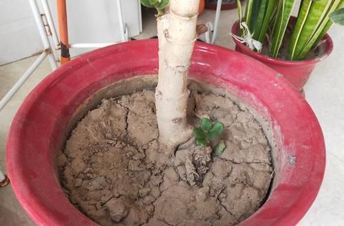 土壤|养花常浇1种水,不用年年换盆,土壤松软,10年不黄叶!