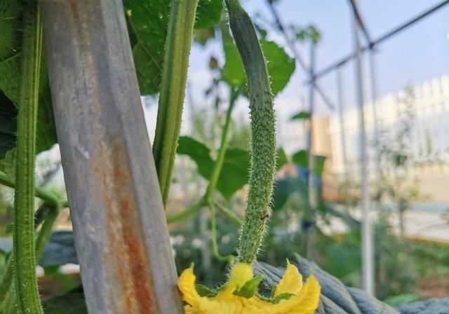 黄瓜蒂|买黄瓜时，挑直的还是弯的老菜农说漏了嘴，以后别买错了