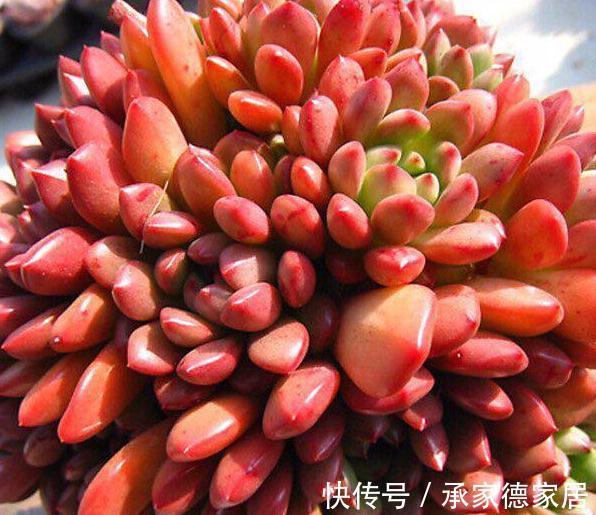 9个美到无法形容的粉色多肉品种,不多养几盆都觉得亏