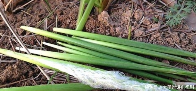 老百姓们|“三峡奇人”龚清孝,以草为食,34年吃了40吨草