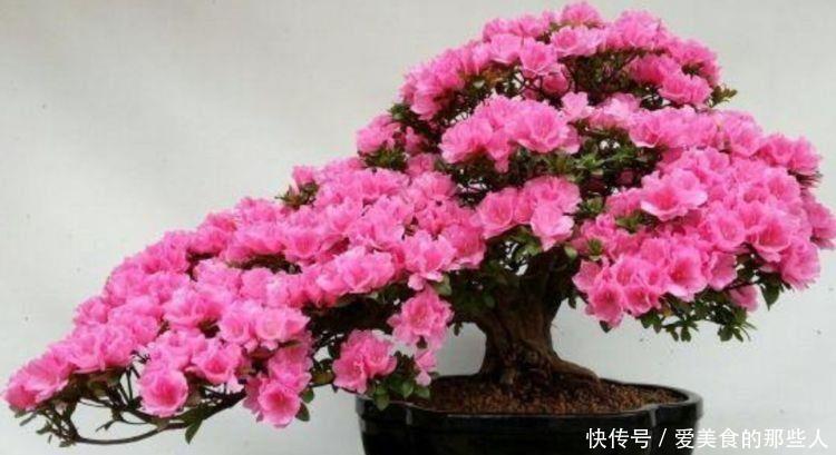 紫罗兰|4种花被称为开花王，年年开花不断，颜值超高的