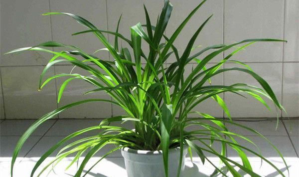 清新|客厅养花,不用多,6盆就能旺一年,空气小清新,常年绿油油